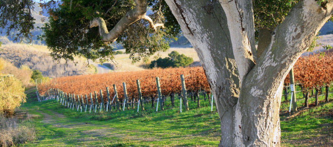 Santa Barbara County Planning Commission Approves Winery Ordinance Update