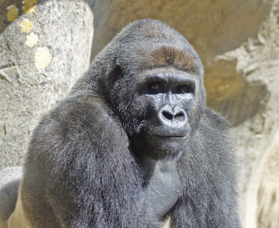 Two new gorillas debuted at the Santa Barbara Zoo