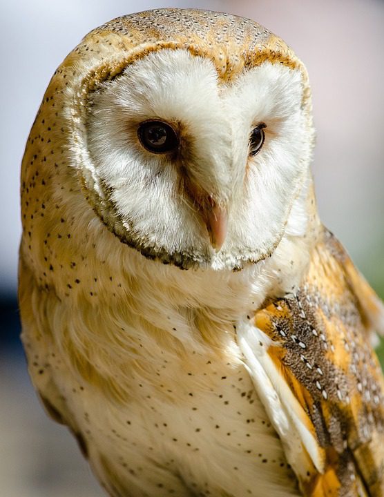 Barn Owl Talks At the Goleta, Montecito, and Solvang Libraries