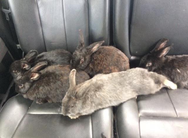 Rabbits abandoned on Figueroa Mountain