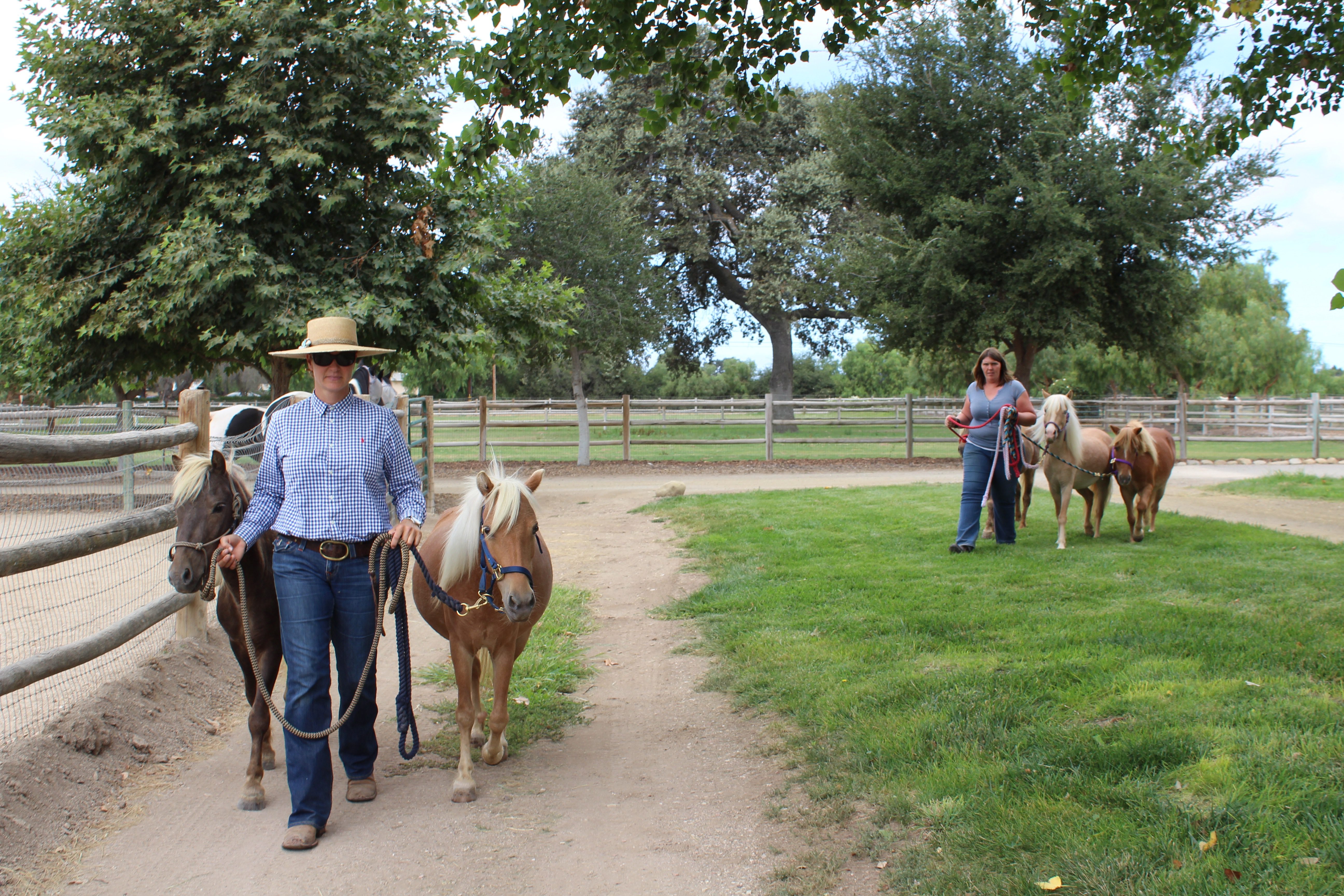 Local women rescue, train herd of miniature horses