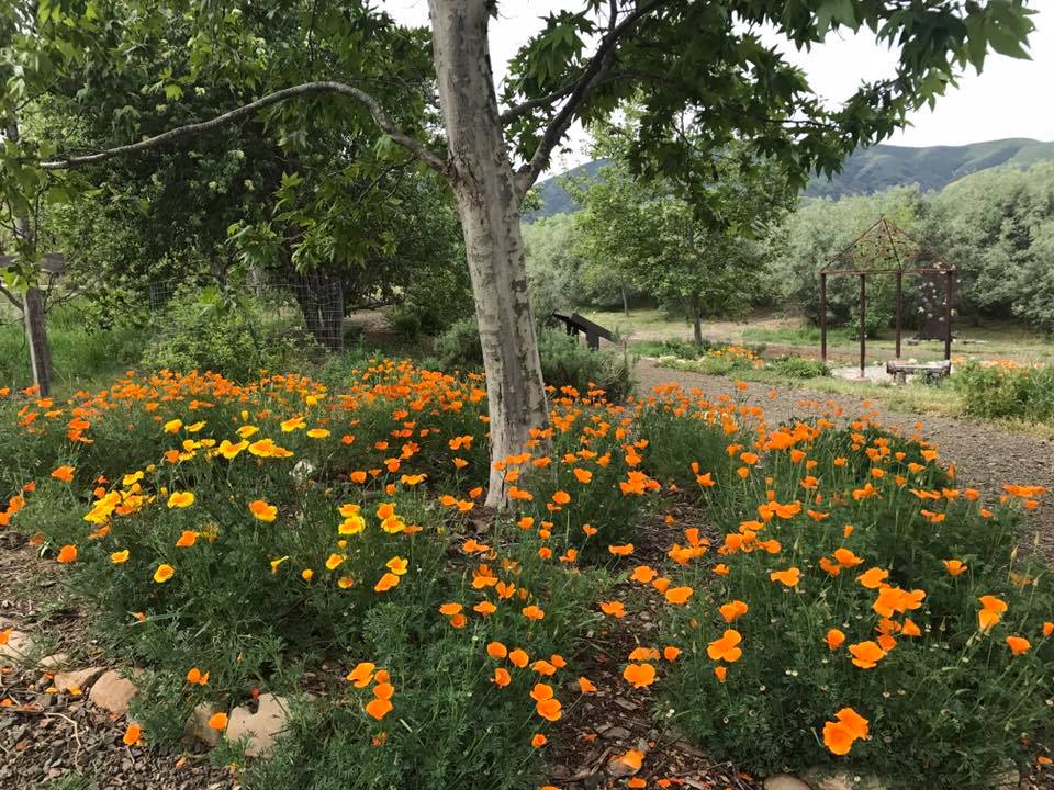 Day of The Dead Workshops at Santa Ynez Valley Botanic Garden