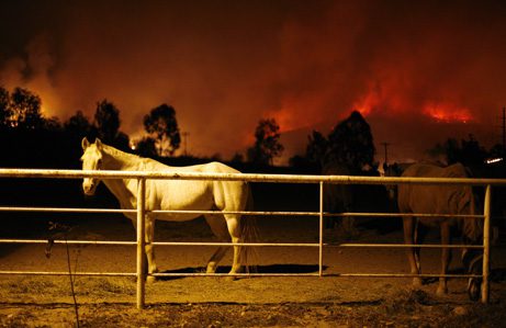 SB ‘equine evac’ helping with animals in Thomas Fire