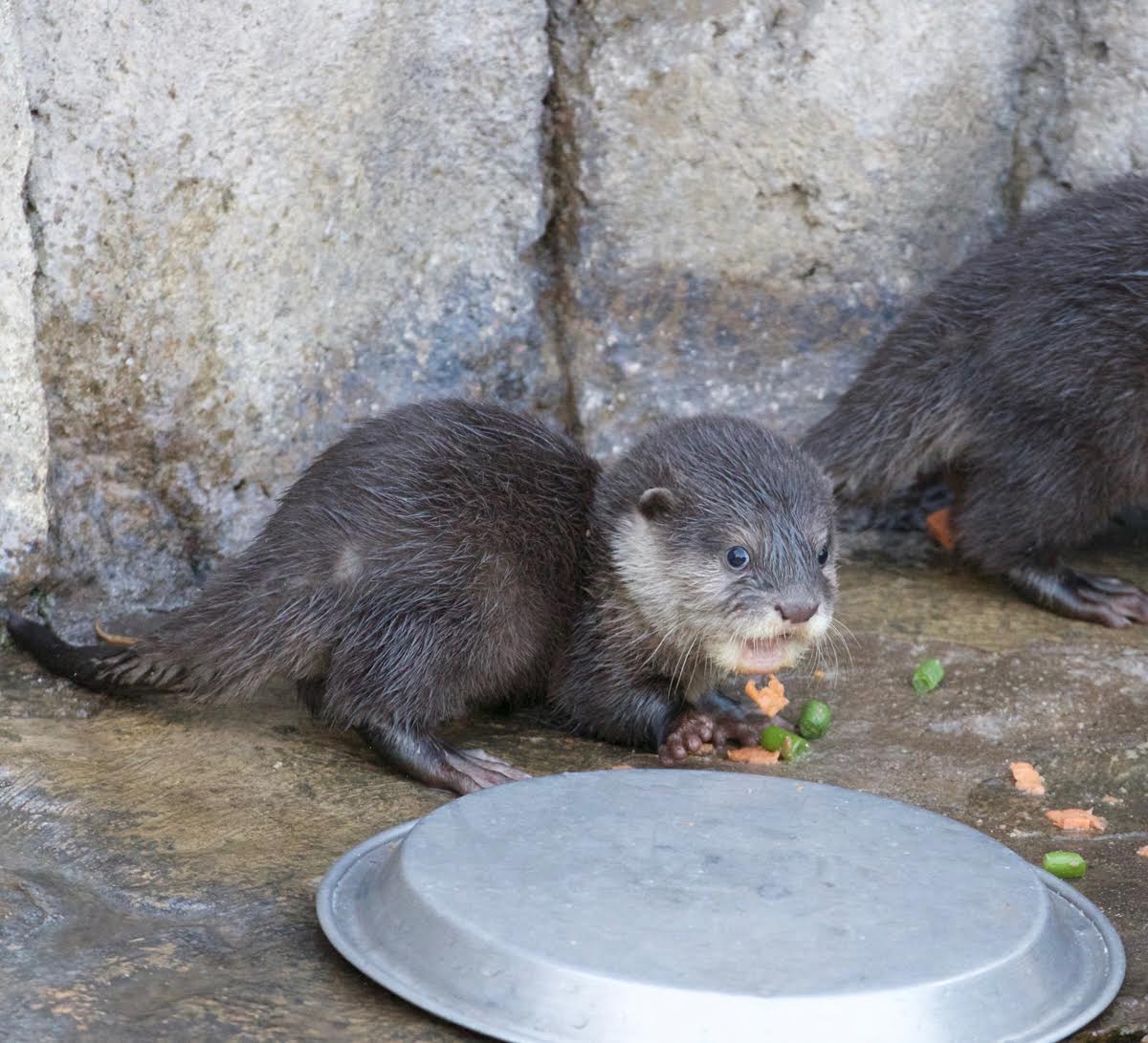 New otter pups make a family of 5 at SB Zoo
