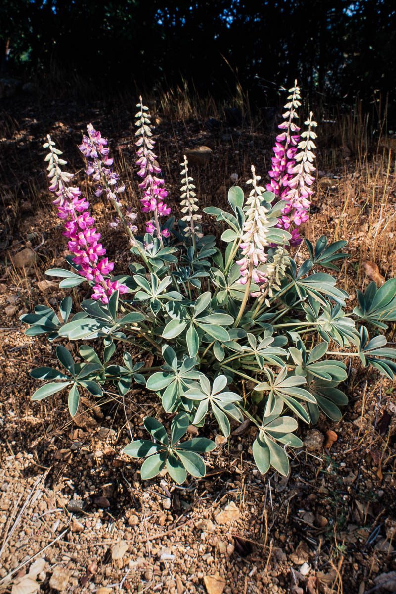 Earth Day presentation to feature lupines