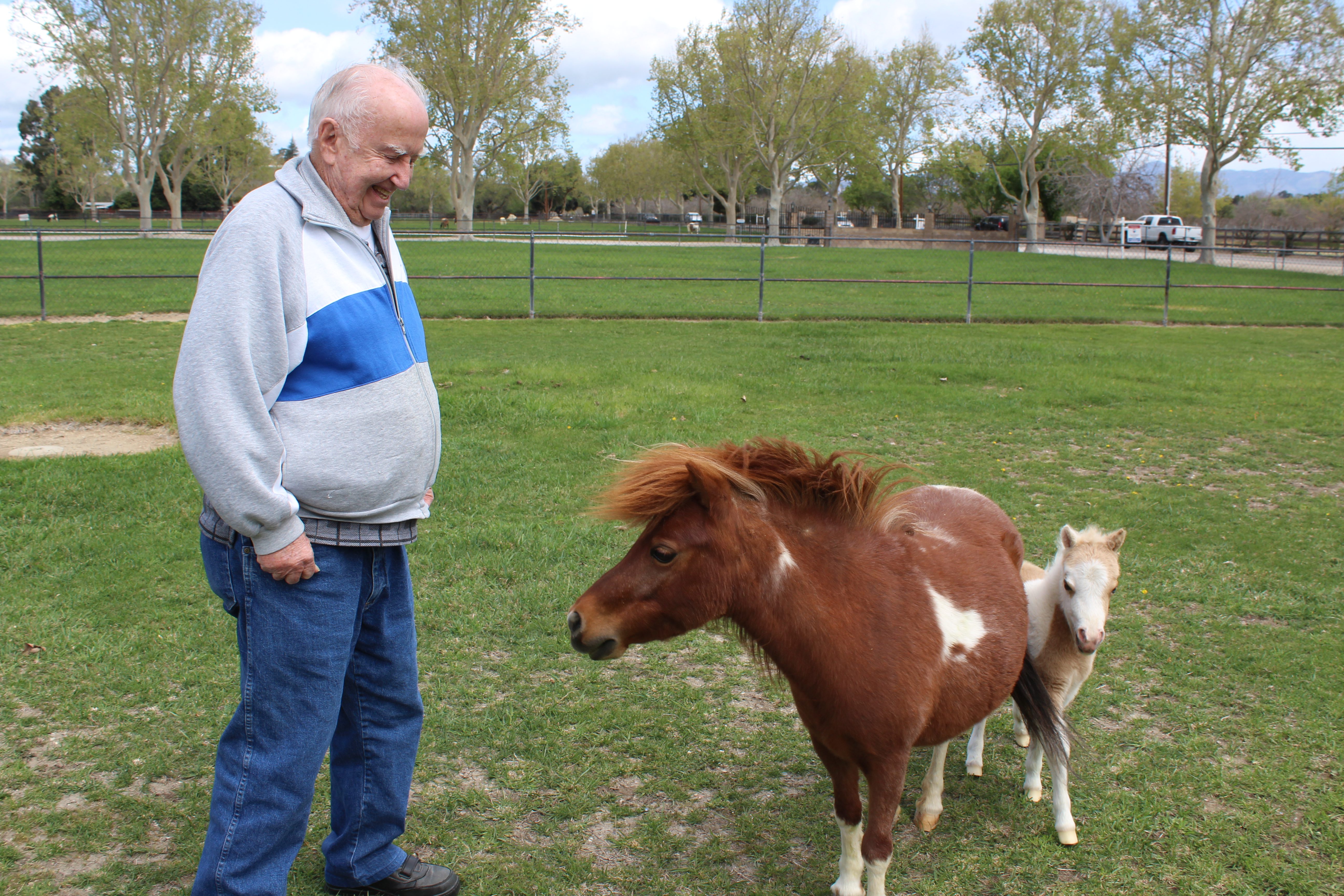 Quicksilver Miniature Horse Ranch for sale
