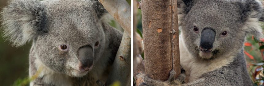 Visiting koalas emphasize threats to Australian wildlife