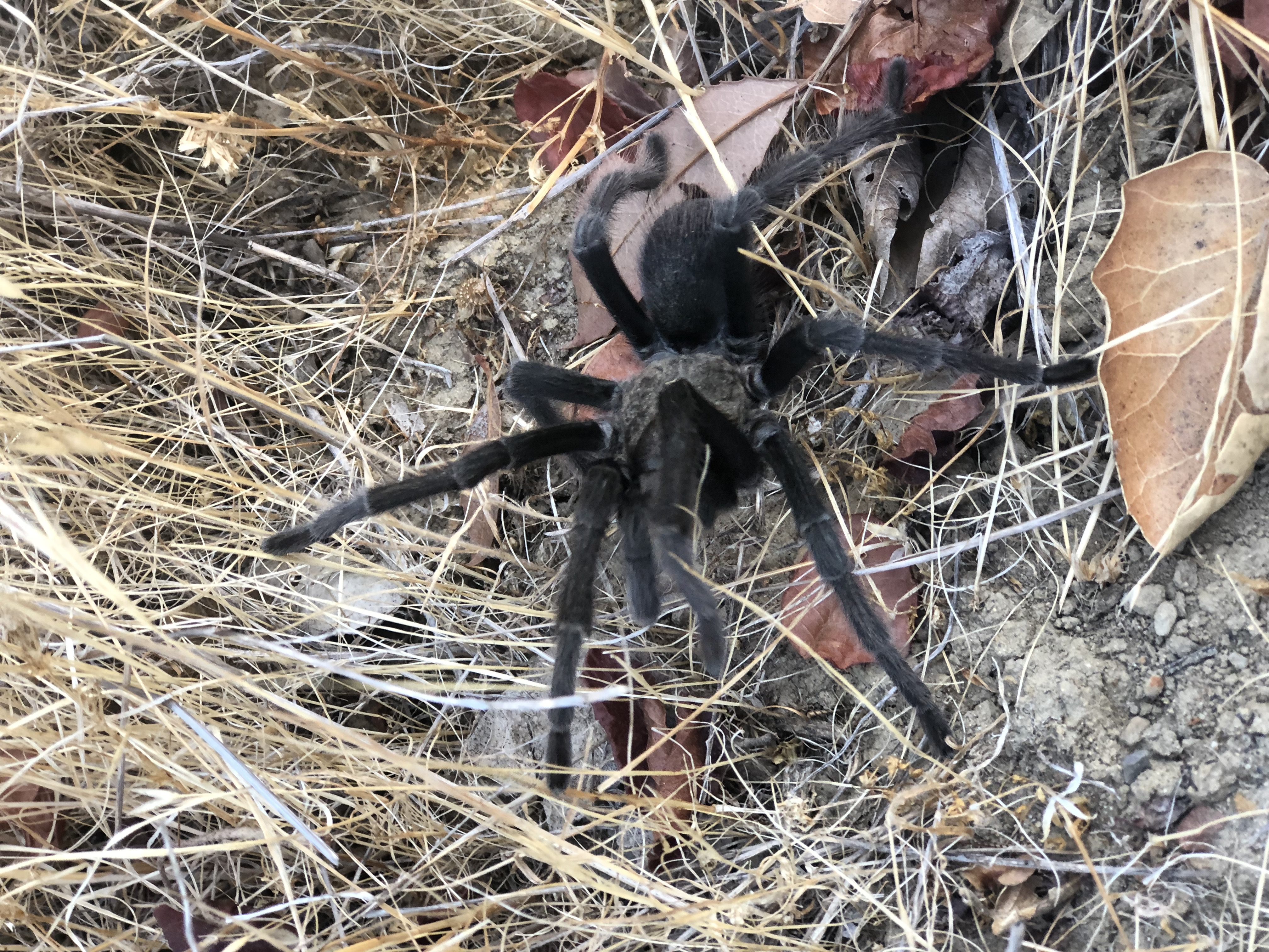 Tarantula hikes teach youth about the large, docile spiders