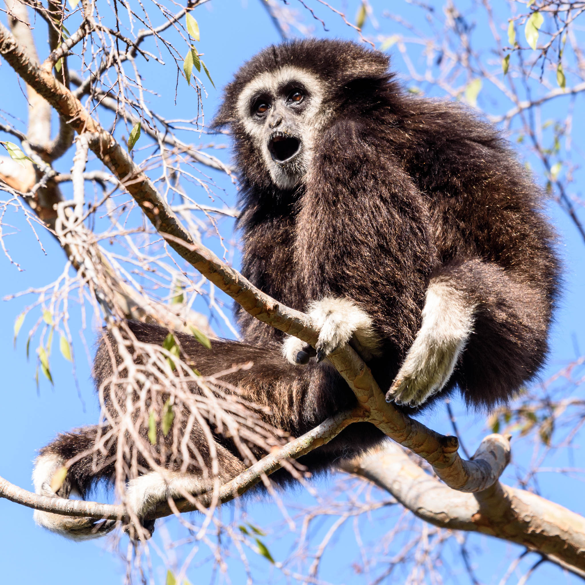 Elderly gibbon dies before going on view at SB Zoo
