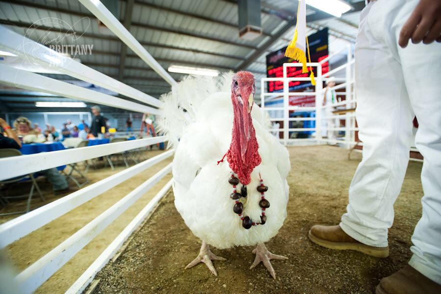 Santa Maria Fairpark board cancels Santa Barbara County Fair poultry show