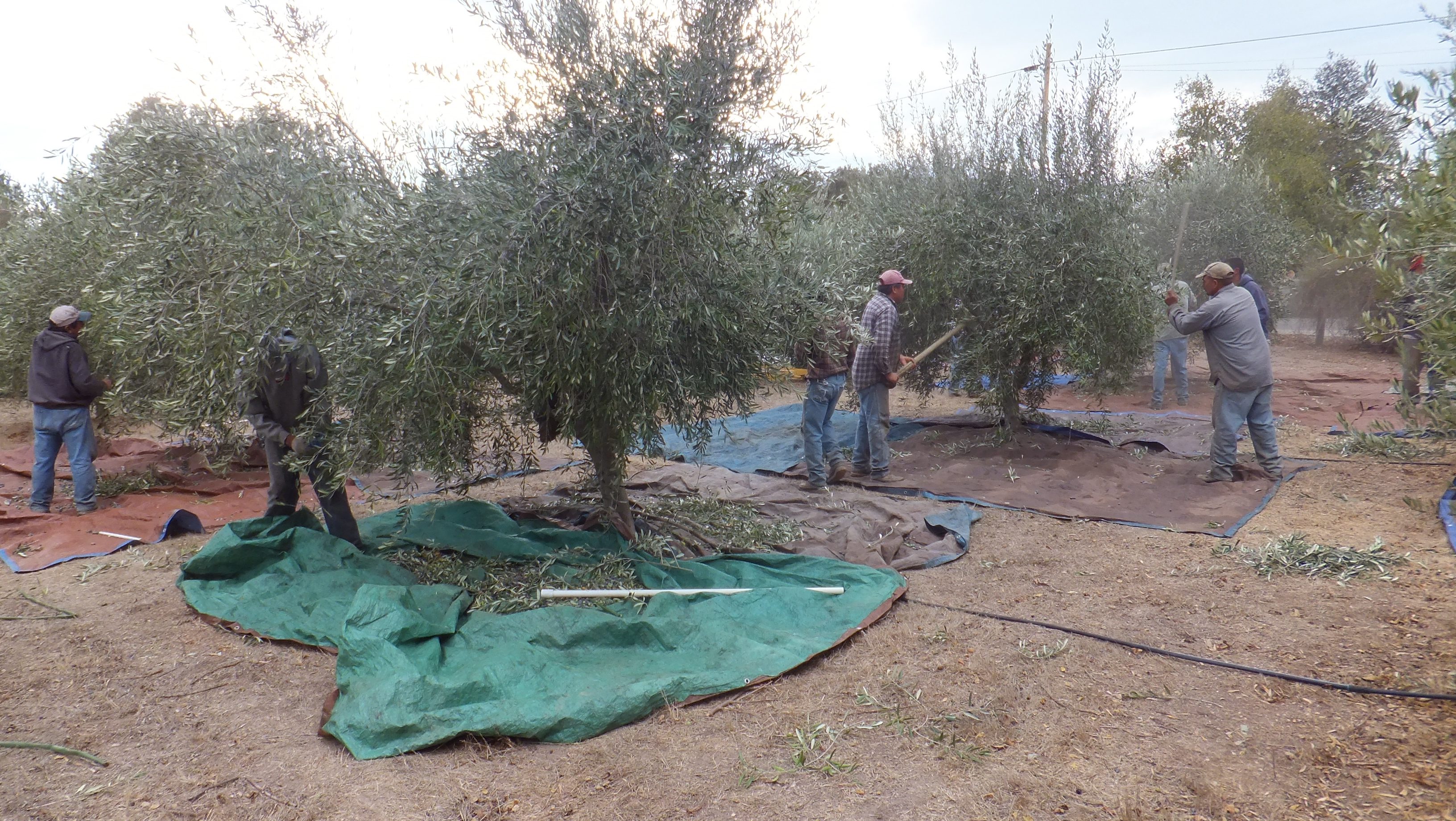 Local olive growers say mechanization isn’t fruitful