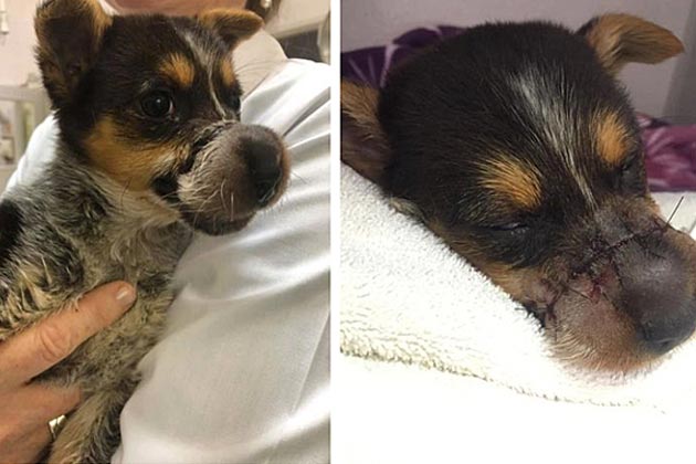 Puppy Undergoes Surgery in Buellton Due to Severe Laceration Blamed on Rubber Band