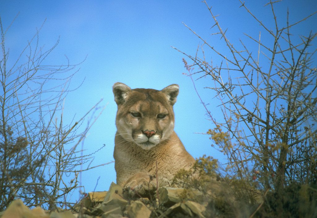 Second mountain lion sighting at Lompoc AHC campus