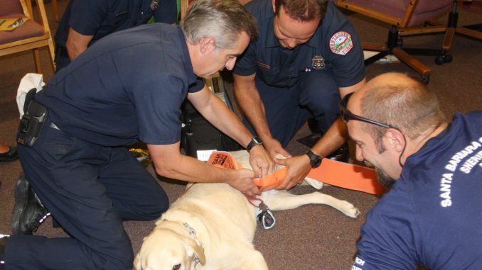 Firefighters Get Lessons In Emergency Care For Pets Santa
