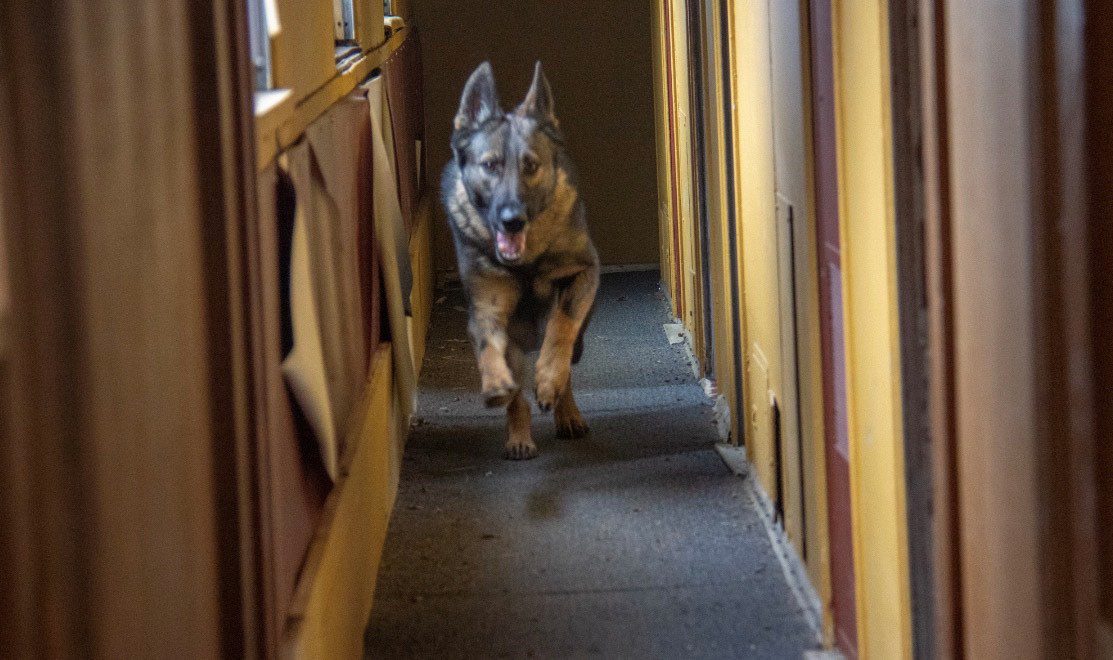 Shelter dog finds a home as a K9 deputy