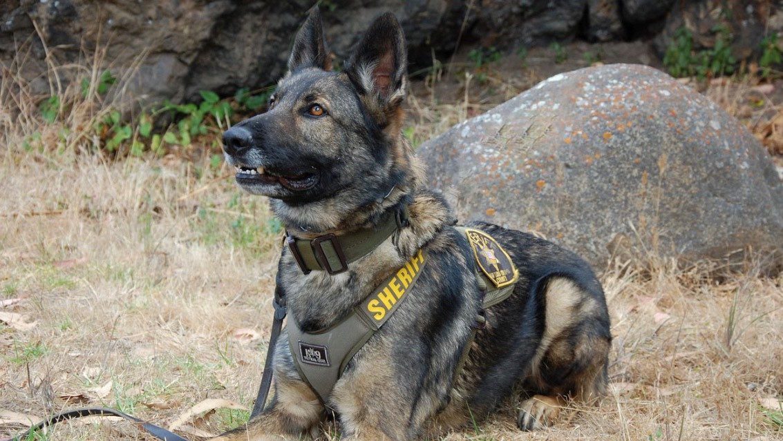 Shelter dog finds a home as a K9 deputy - Santa Ynez Valley Star