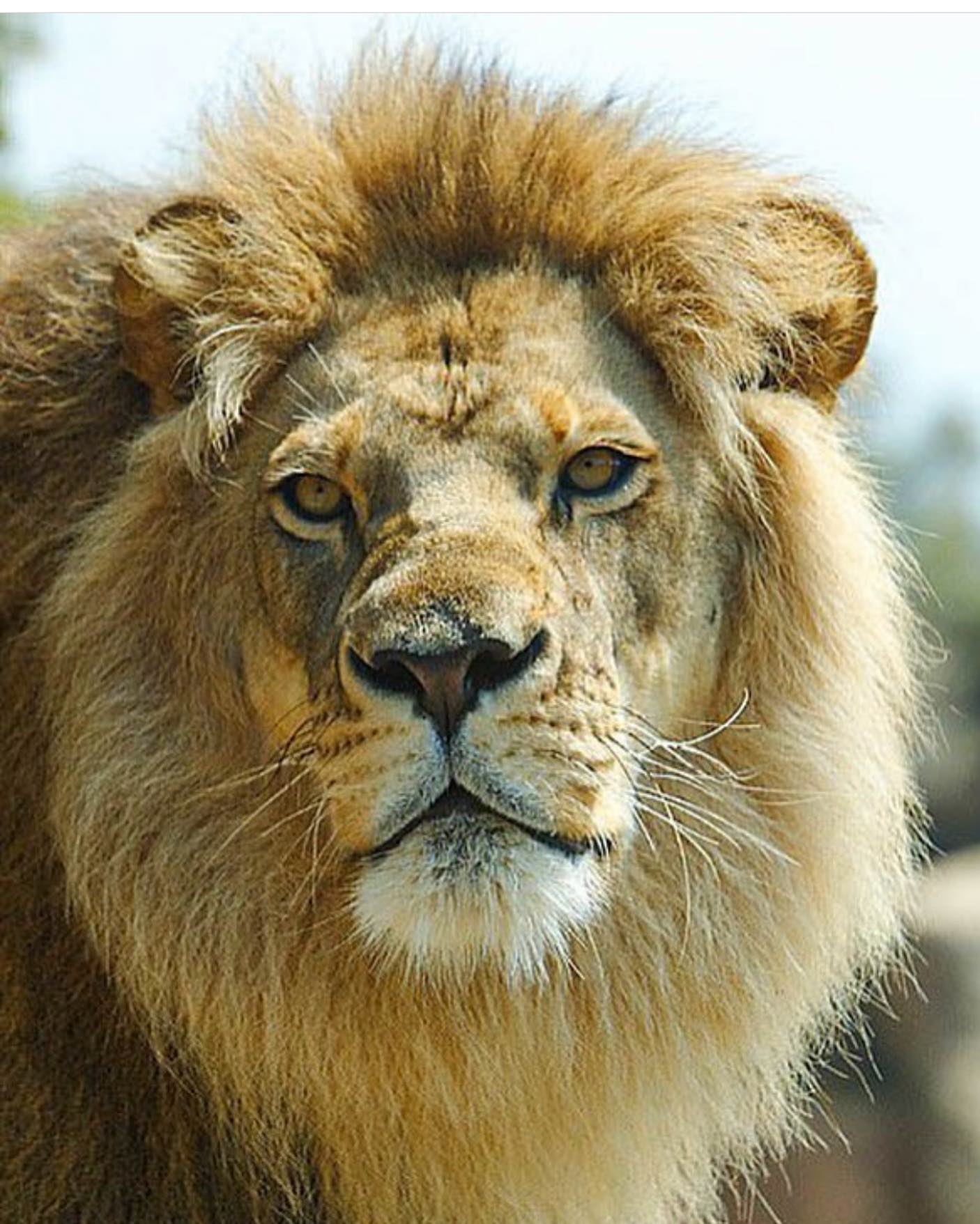 Santa Barbara Zoo euthanizes sickly, elderly lion