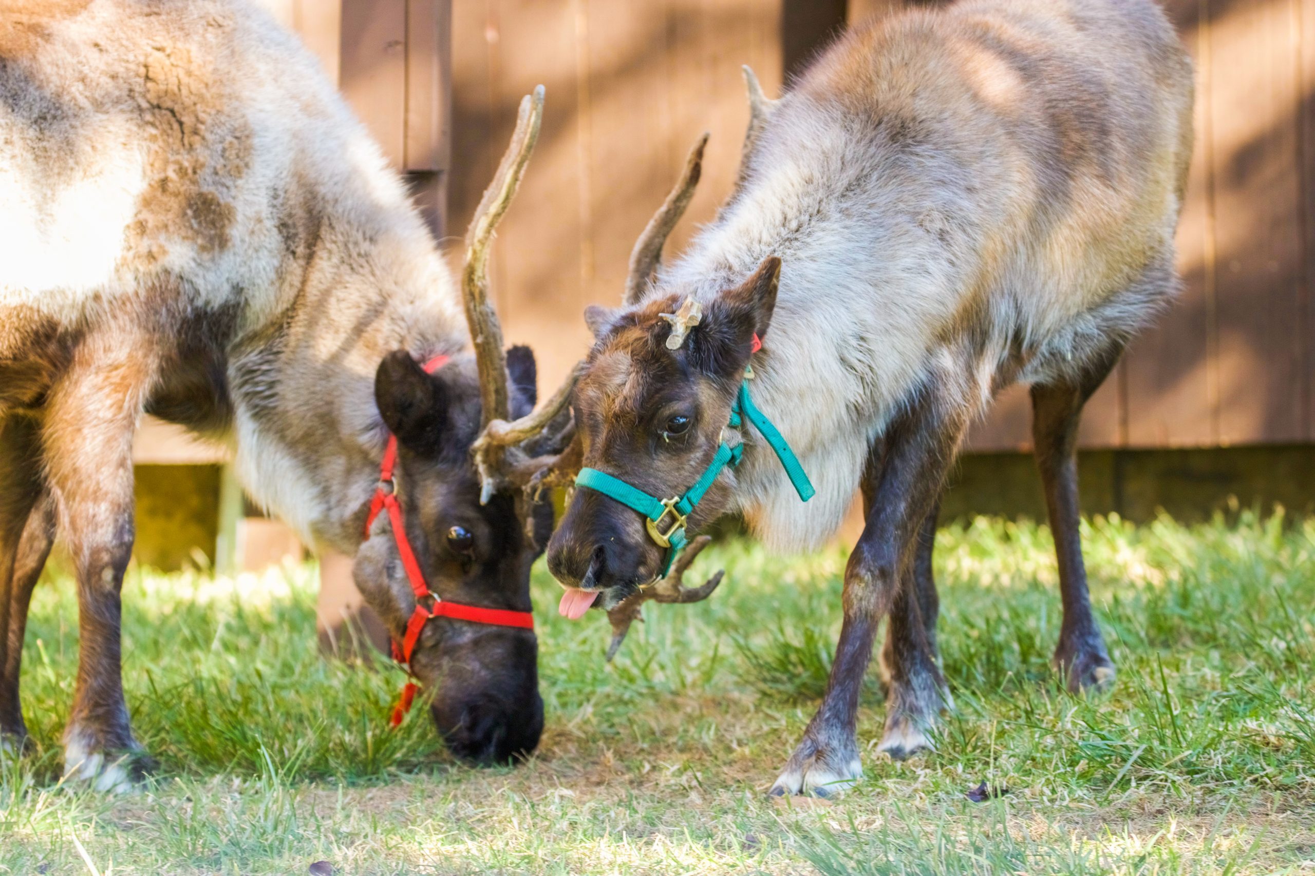 Reindeer visiting SB Zoo through December
