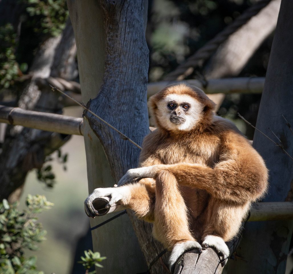 SB Zoo welcomes new white-handed gibbon