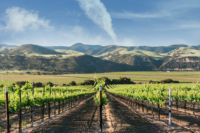 Santa Barbara wine industry responds to COVID-19
