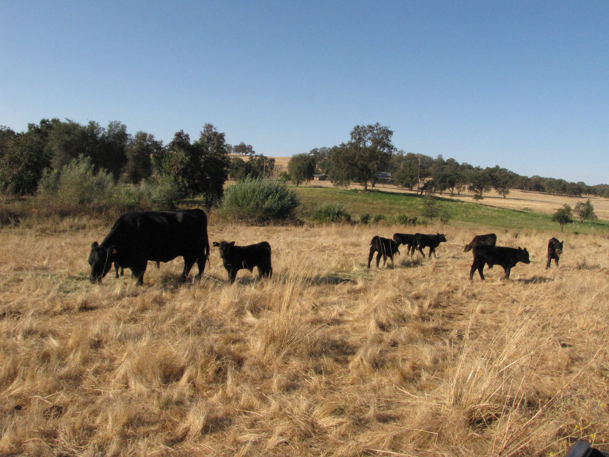 Farm Bureau supports cattle market transparency