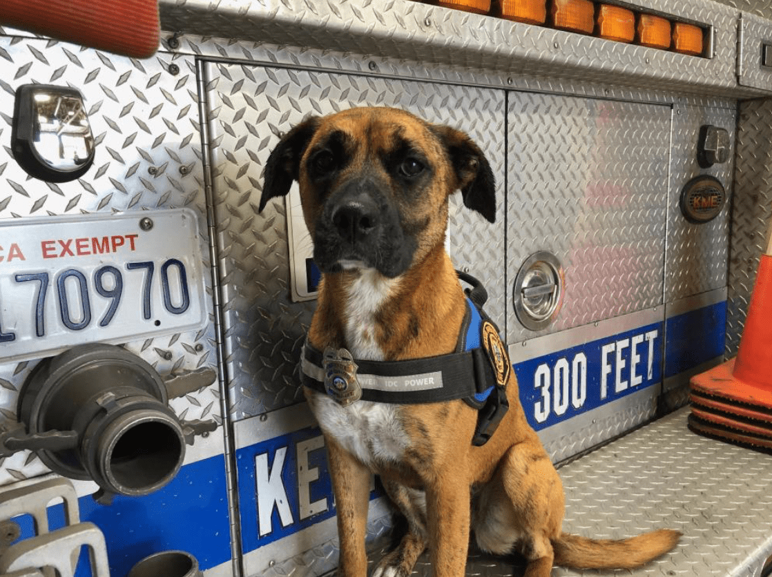 County Fire hires emotional support canine