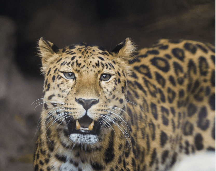 SB Zoo welcomes new Amur Leopard