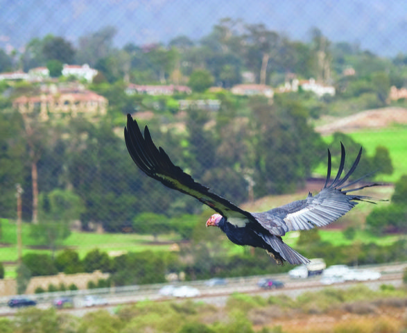 ‘Condor Comeback’ features Santa Barbara Zoo team