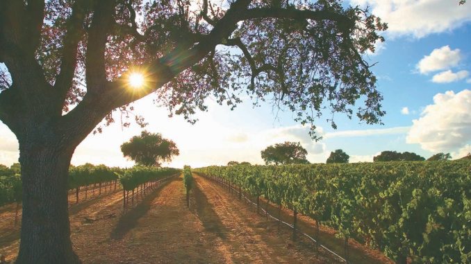 Fess Parker family estate vineyard achieves sustainability ...