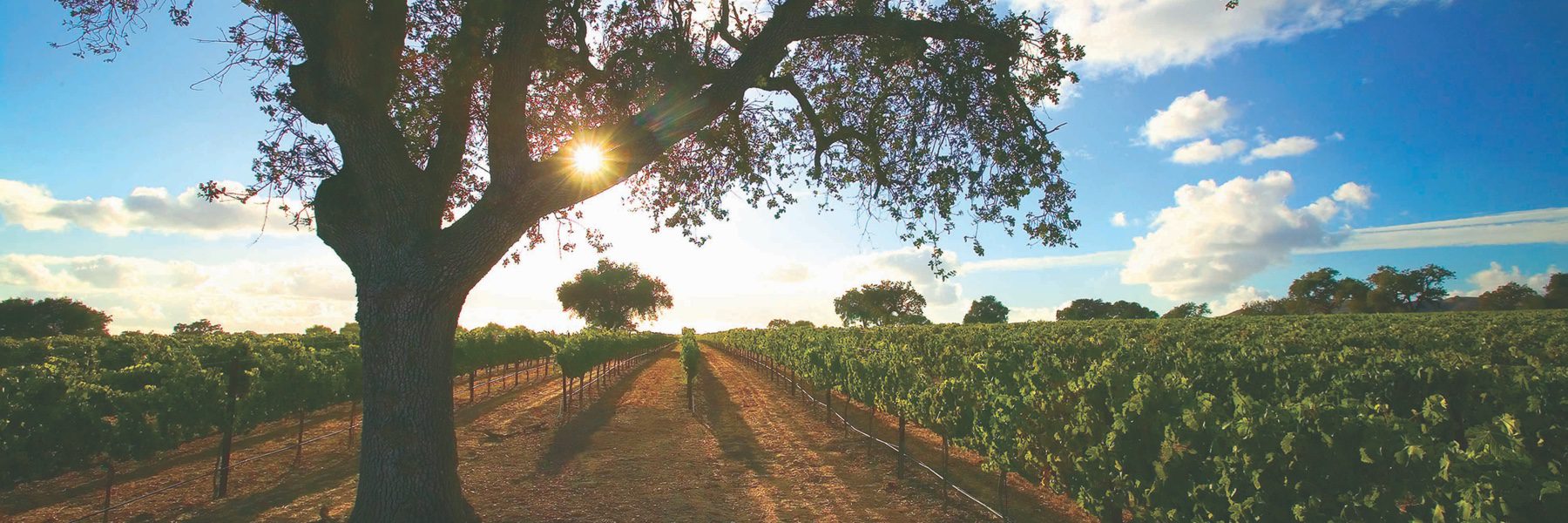 Fess Parker family estate vineyard achieves sustainability certification