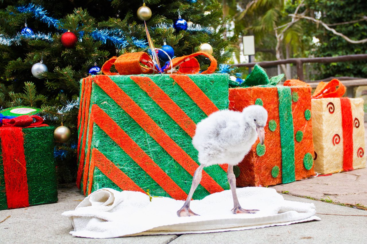 Santa Barbara Zoo Decks the Halls for Holiday Zoo