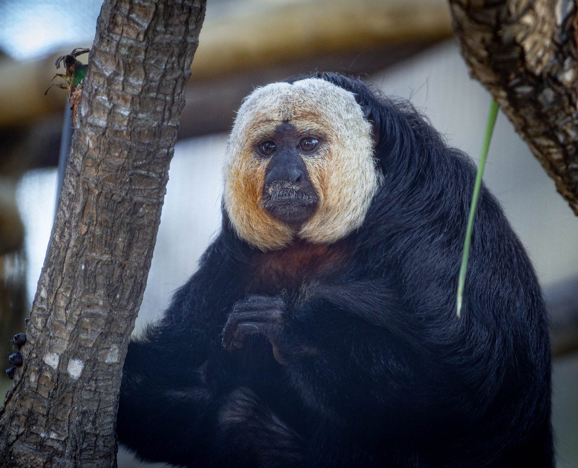 Santa Barbara Zoo welcomes two new monkeys