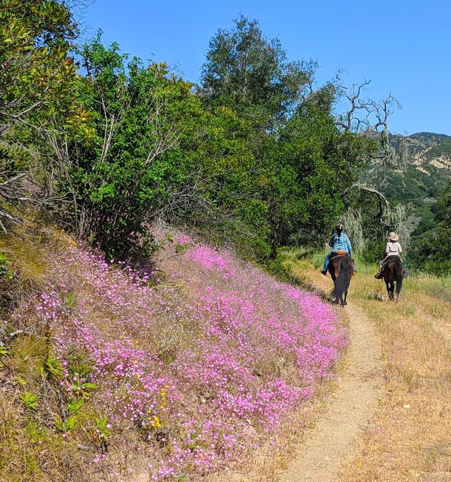Live Oak Camp trails will be open to hikers, not just horses and riders, in 2021
