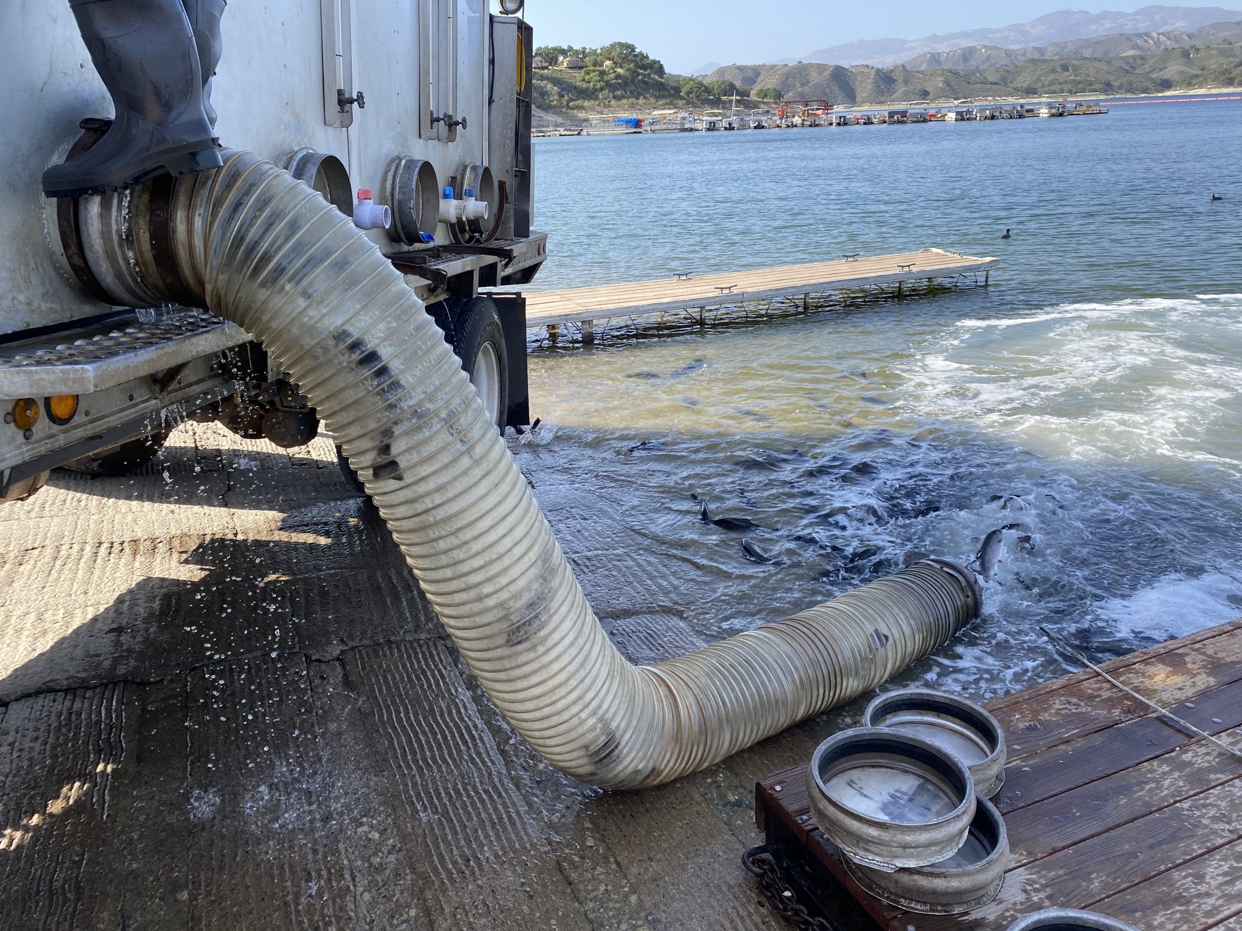 Cachuma Lake releases 4,000 pounds of Rainbow Trout