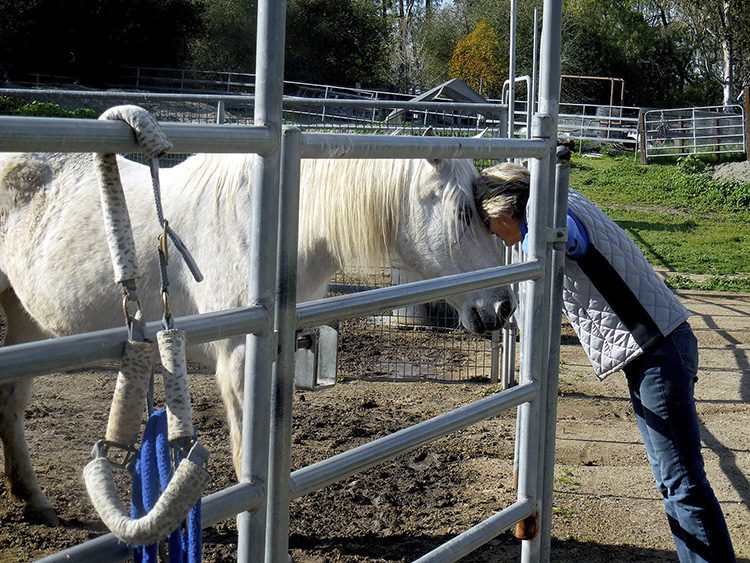Happy Endings Offers New Beginning for Mistreated Horses