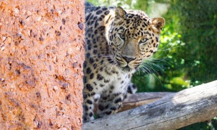 The Santa Barbara Zoo welcomes new Amur leopard