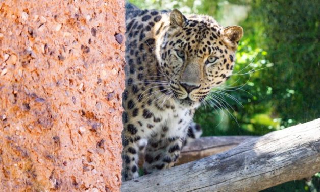 The Santa Barbara Zoo welcomes new Amur leopard
