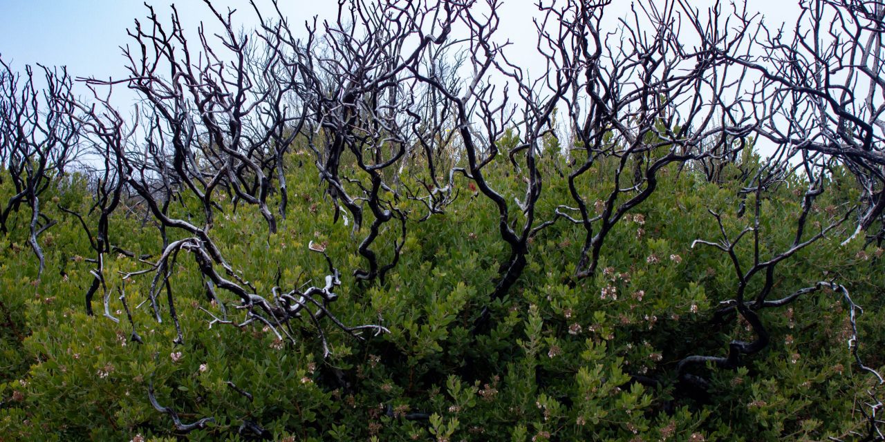 Santa Barbara Botanic Garden to present virtual forum on wildfire preparation  