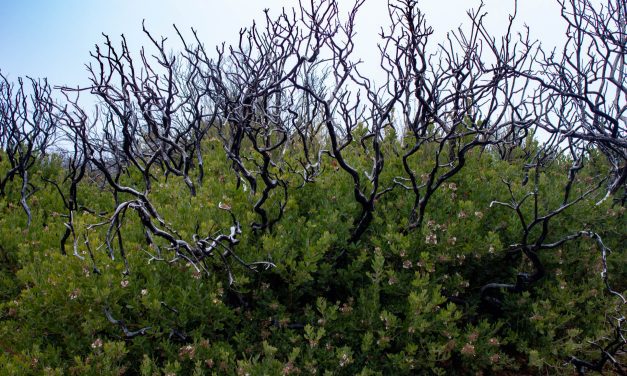 Santa Barbara Botanic Garden to present virtual forum on wildfire preparation  