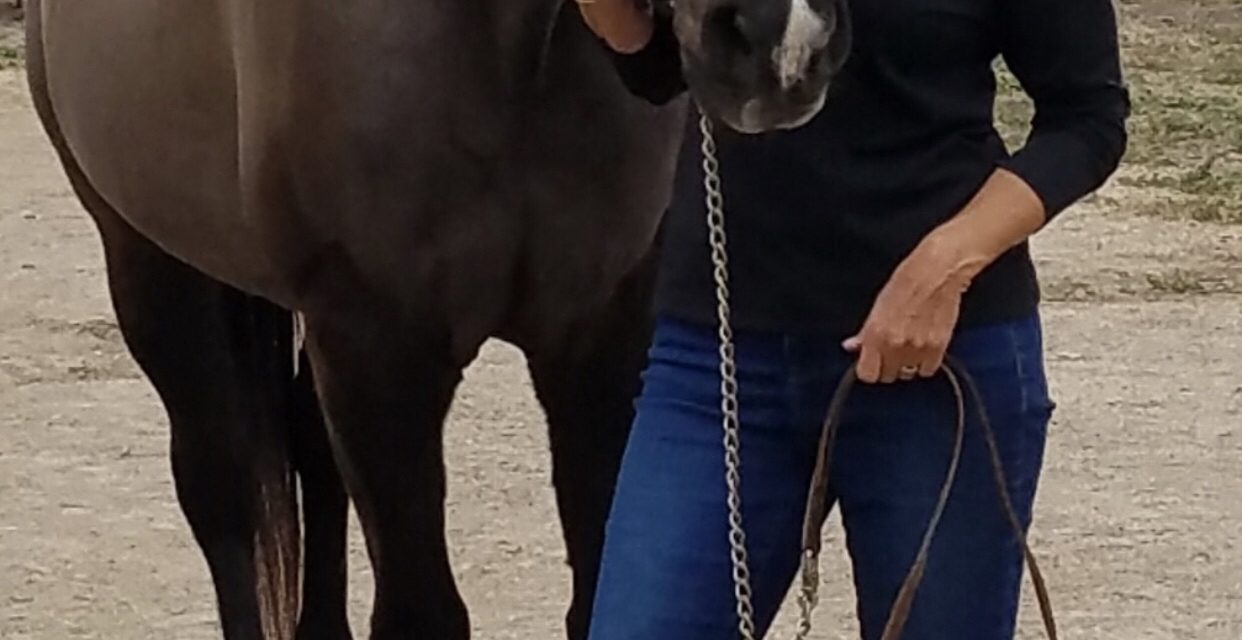 Happy Endings holding ‘Rock for Horses’ fundraiser