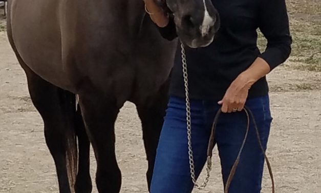 Happy Endings holding ‘Rock for Horses’ fundraiser